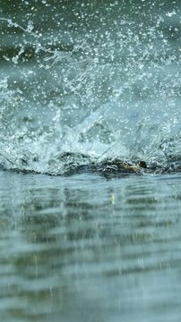 Mother Wood Ducks Sounds The Alarm as a Hawk Swoops and Ducklings Dive Lightning Fast Silver River Florida
