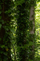 Obraz premium trees in the woods