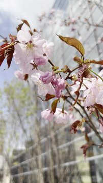 Slider shot from fresh cherry blossoms to a clear blue sky