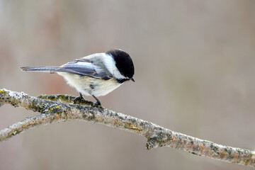 Close-up of a black-capped chickadee perched on a lichen-covered tree branch in a quiet woodland with soft blurred background © christopher