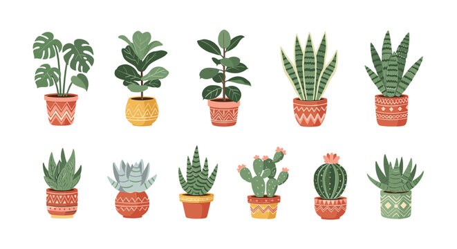 Collection of Potted Houseplants: Succulents, Monstera, Fiddle Leaf Fig