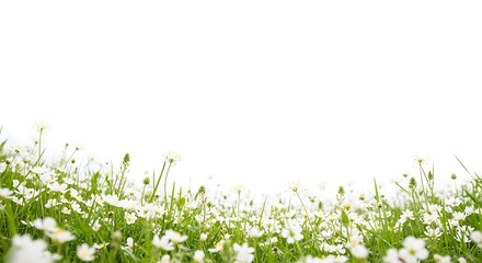 Fototapeta premium Field of fresh green grass and white wildflowers with copy space