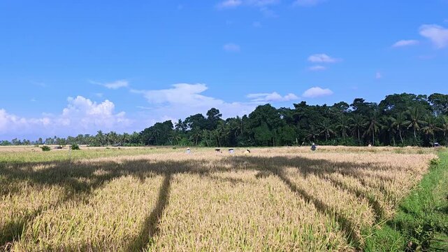 Farmers Harvesting Golden Rice in Traditional Balinese Paddy Field