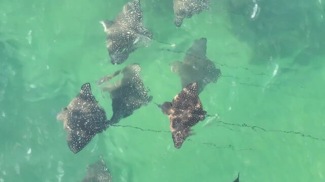 Eagle ray underwater flying Australia beautiful 