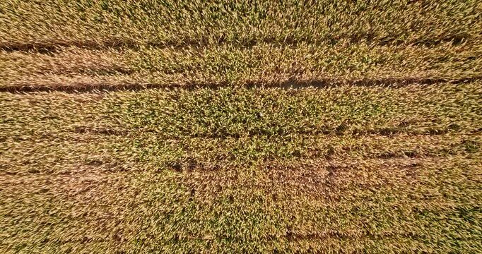 Aerial view of agricultural crop rows in fertile farmland ready for harvest season