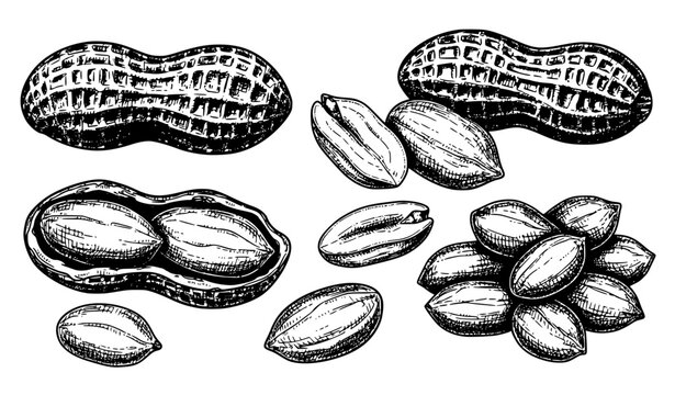 SEO Title
Hand drawn peanut botanical food sketch peanuts in shell and kernels outline vector isolated on white background