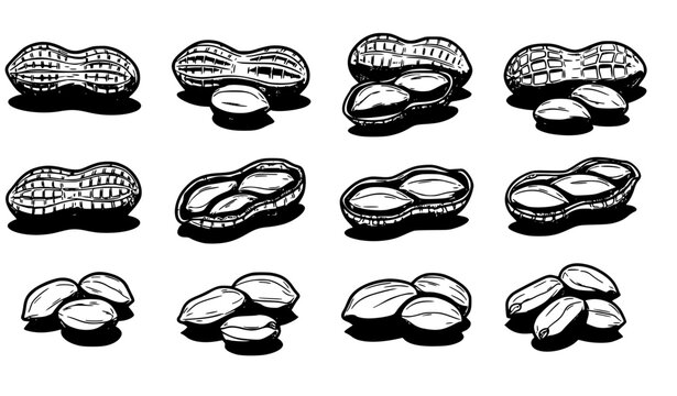 SEO Title
Hand drawn peanut set comic sketch peanuts in shell and shelled outline vector collection isolated on white background