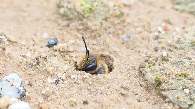 

Ground Bee Peeking Out    (Individual B) Part 1 - Sensing

