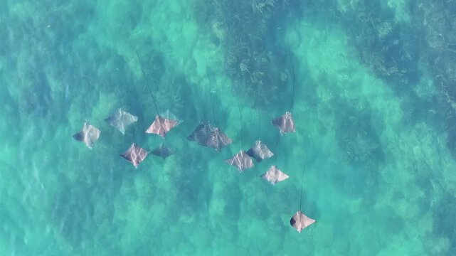 Eagle ray underwater flying Australia beautiful 