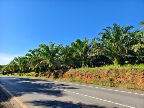 sky view with oil palm trees