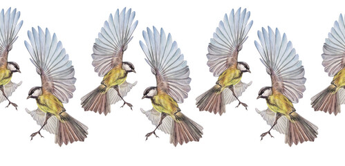 Watercolor seamless border with flying titmouse on white background. Wild yellow bird for card or celebration rim. Summer or spring time animal with wing. Nature botanical wallpaper or wrapping © NatashaKun
