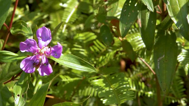 A close-up view of beautiful purple flowers surrounded by lush green foliage gently swaying in the soft breeze on a sunny day.