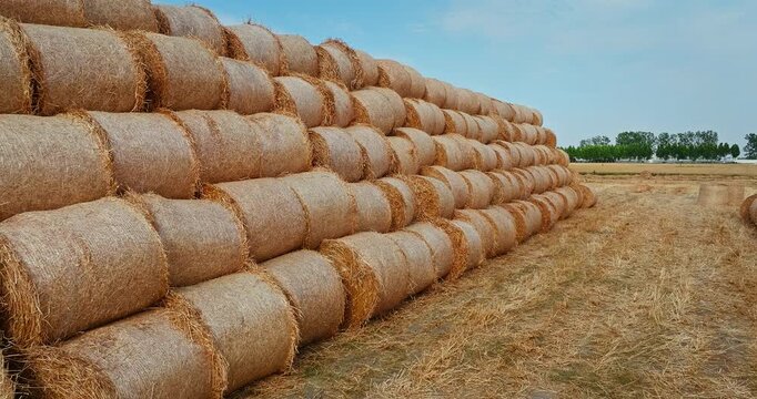 Rows of round straw bales stacked in a field after harvest