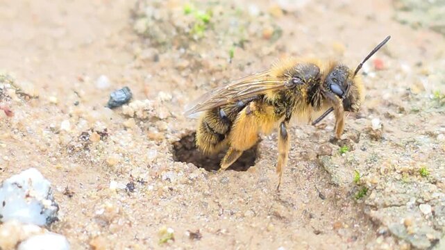 

Ground Bee Peeking Out   (Individual B)  Part 4 - Detailed Macro 
