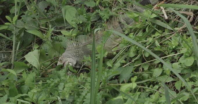 Iguana in Greenery at Tayrona Colombia
