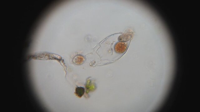 Three Microscopic Parasites Positioning Themselves while One Escapes After Feeding