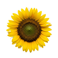 Fototapeta premium Vibrant Sunflower Blooming in Bright Sunlight for Nature and Summer Themes