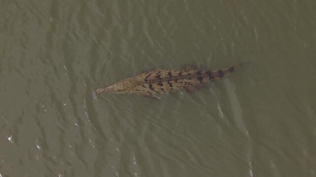 Caiman Aguja Swimming in Tayrona, Colombia