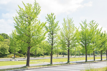Obraz premium Lush Green Trees in a Serene Public Park under Bright Sunlight