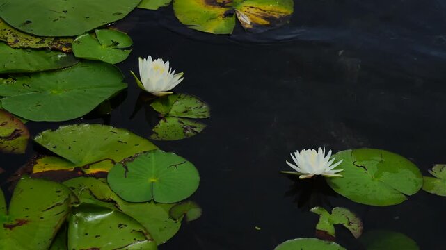 Landscape of Lake Rogers Park in Odessa, Florida, close to Tampa