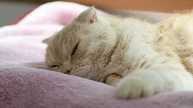 眠い子猫