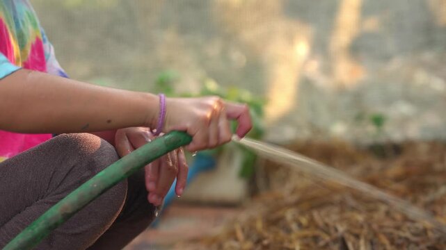 Little Asian girl watering vegetables in the backyard garden, cute child using a hose to water plants, home gardening and sustainable lifestyle concept.