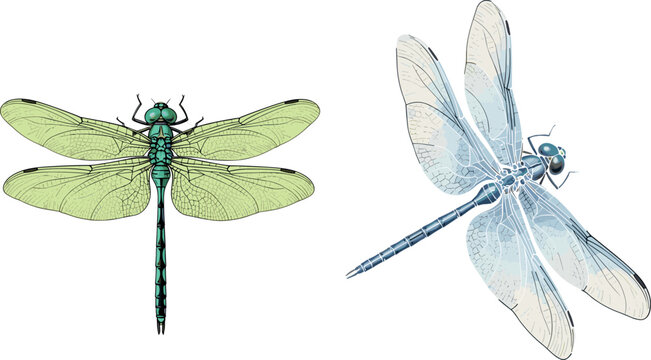 Detailed Green and Blue Dragonfly Pair Realistic Insect Wings Top View Nature Wildlife Vector Illustration Set