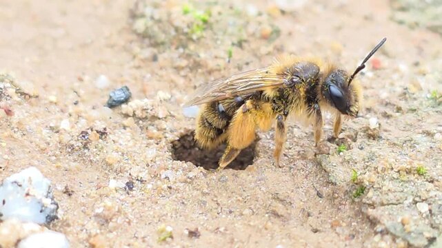 

Ground Bee Peeking Out   (Individual B) Part 5 - Final Survey

