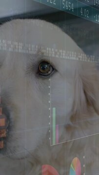 Incoming data updating, dog head turning, bars, pie, ticker sliding across eye tracking pet health