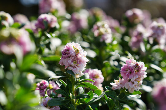 八重咲きのストックの花