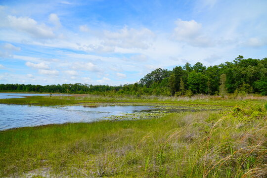 Landscape of Lake Rogers Park in Odessa, Florida, close to Tampa