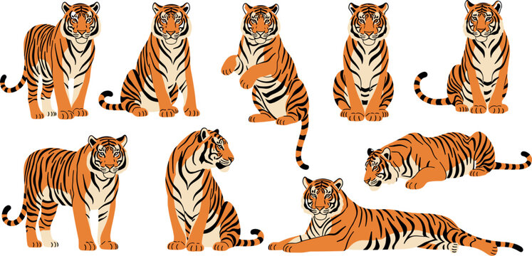 Wild Orange Tiger in Multiple Poses Sitting Standing and Lying Cartoon Illustrated Vector Set on White Background
