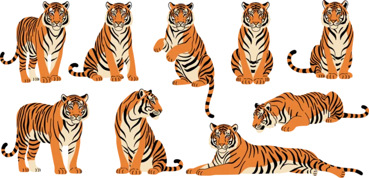 Wild Orange Tiger in Multiple Poses Sitting Standing and Lying Cartoon Illustrated Vector Set on White Background