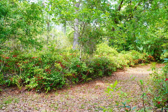 Landscape of Lake Rogers Park in Odessa, Florida, close to Tampa