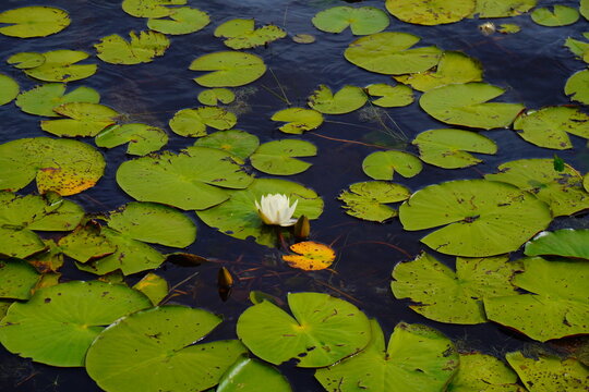 Landscape of Lake Rogers Park in Odessa, Florida, close to Tampa