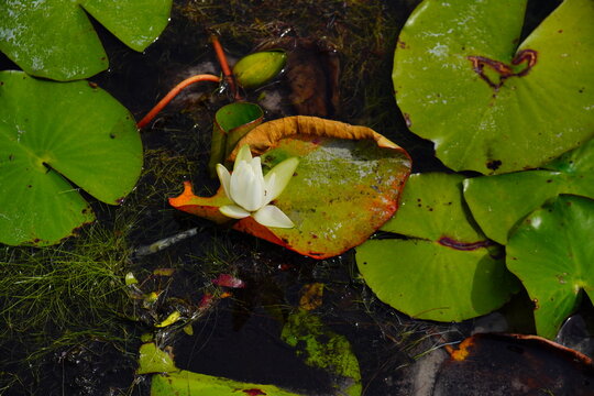 Landscape of Lake Rogers Park in Odessa, Florida, close to Tampa