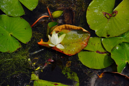 Landscape of Lake Rogers Park in Odessa, Florida, close to Tampa