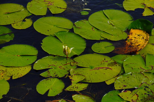 Landscape of Lake Rogers Park in Odessa, Florida, close to Tampa
