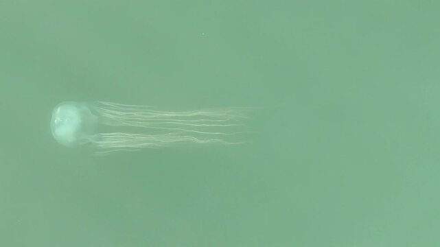 Box Jellyfish dangerous wild animal swimming Australia large