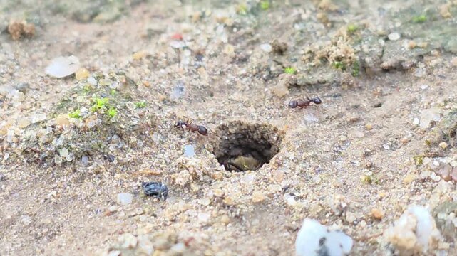 
Ground Bee Peeking Out    (Individual B/Different Angle  ) Part 1 - Sensing

nt on the ground