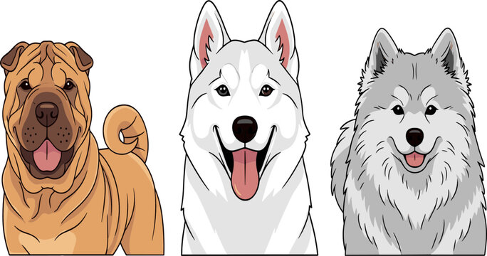 Dog Breeds Portrait Illustration Set Featuring Shar Pei, Husky, and Samoyed with Detailed Fur and Expressions for Pet, Animal, and Veterinary Design