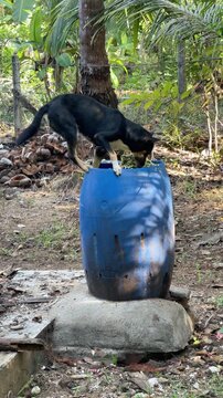 Vertical video of a stray dog feeding from a household garbage bin in a rural tropical setting. Concept of survival, poverty, animal welfare, food waste, and urban environmental issues. Real-life cand