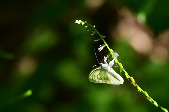 小さい花の蜜を吸うスジグロシロチョウ