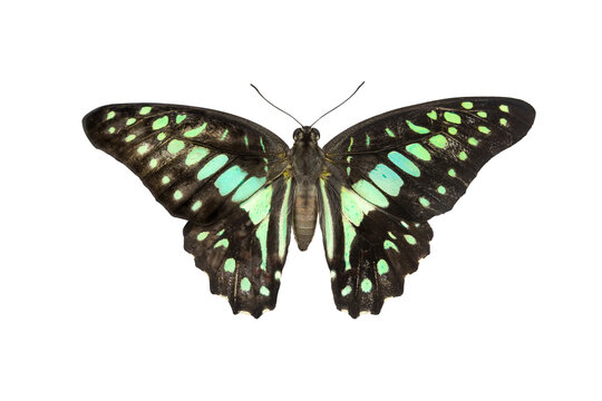 Common Bluebottle Butterfly (Graphium sarpedon) Beautiful blue butterfly flying isolated on white background. for graphics or advertising design.