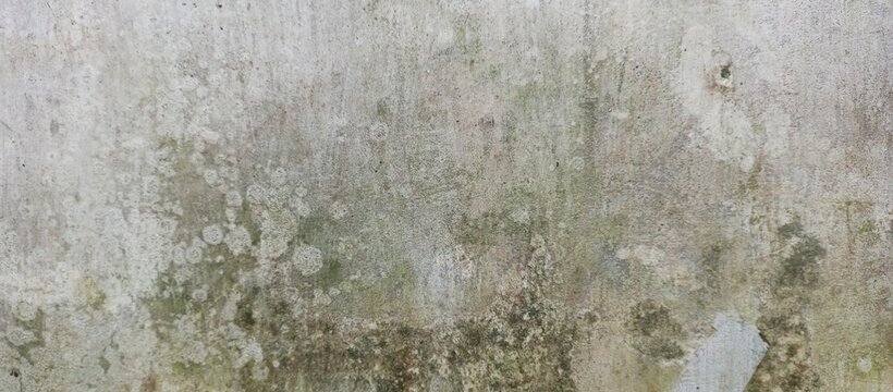 Lichen Growth On Aged Gray Concrete Wall