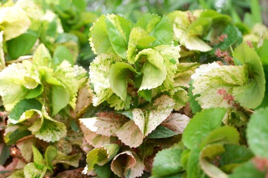 The colorful foliage of Acalypha wilkesiana, showing the characteristic ovate leaves and the subtle, pendant catkin-like flowers (spikes) hidden beneath.