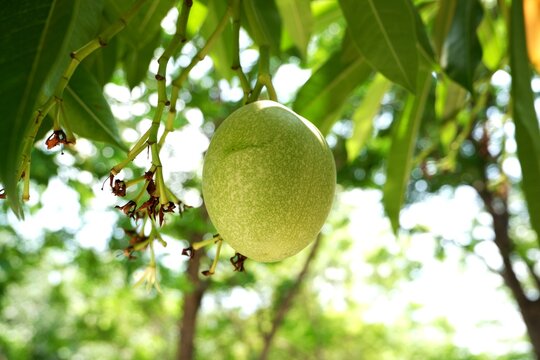 The green fruit of Cerbera odollam hang from the tree.