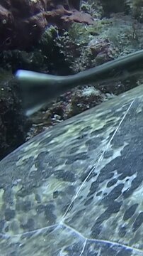 A sea turtle visits a cleaning station in Sipadan Island, Indonesia. Cleaner wrasse fish remove parasites from the turtle's shell. This symbiotic relationship is common in the ocean.