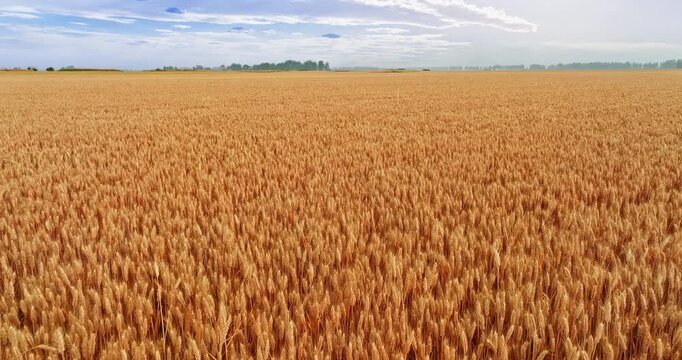 Aerial view of vast golden wheat fields at harvest in a rural agricultural landscape