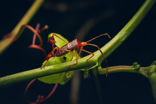 Leaf-footed bug nymph in the cloud forest of the Sierra Madre Oriental, Puebla, Mexico